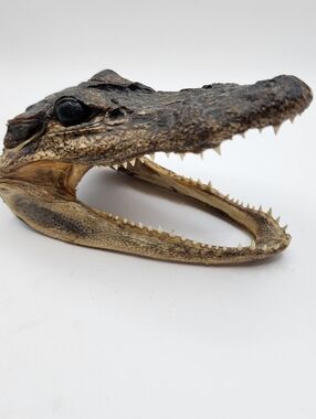 Home Decor Preserved Taxidermy Hard of an American Alligator